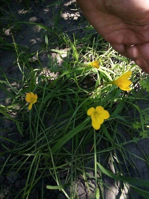 Продам зефірантес жовтий.