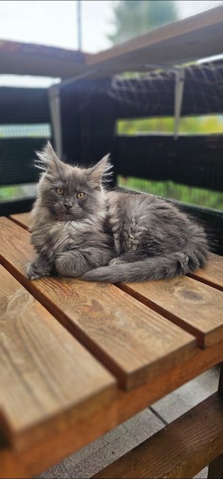 Koteczka Maine coon