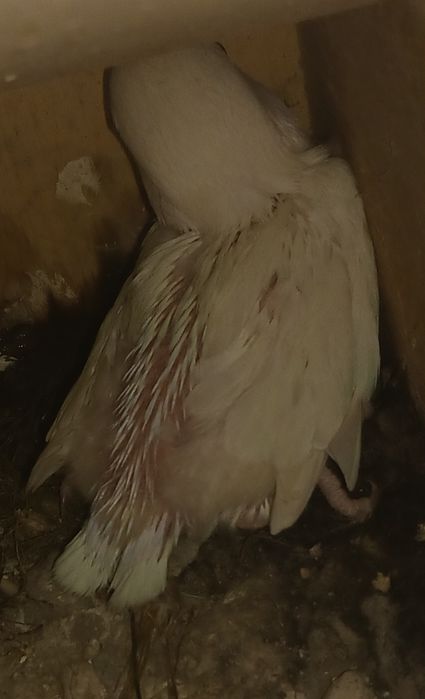 Agarponis Roseicollis branco para criar á mão( 1 disponível)