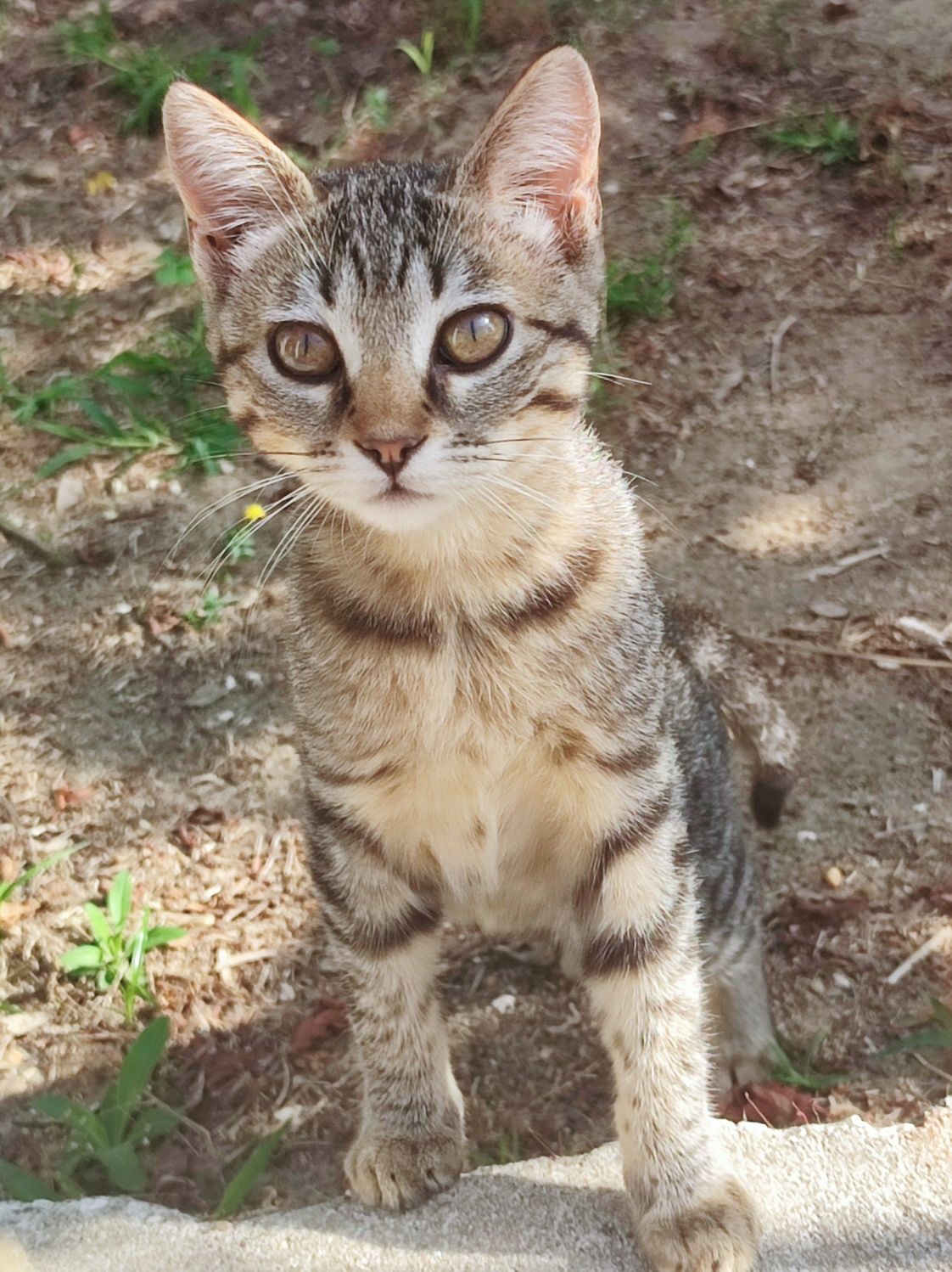 Gatinhos muito meigos para adoção gratuita (uma gata e dois gatos)