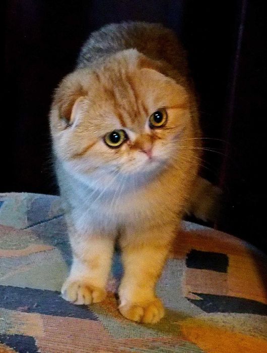 Kotka Szkocka Zwisłoucha PZF WCF Zachodniopomorskie,