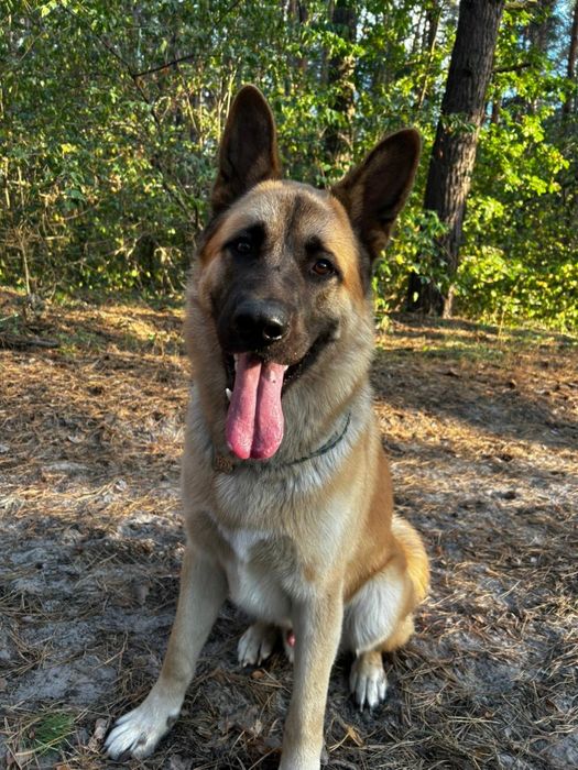 Шукаємо наречену гарному кобелю