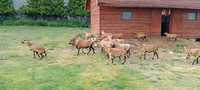 owce kameruńskie, całe stado ok 20 szt.