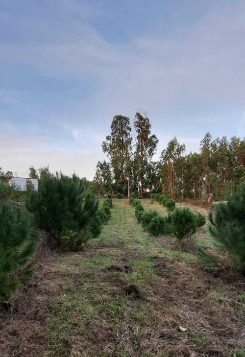 À venda de terreno em Rua Rojão, Vila Nova da Rainha Tondela