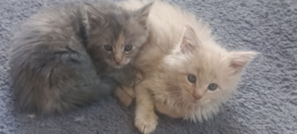 Wspaniała Maine Coon