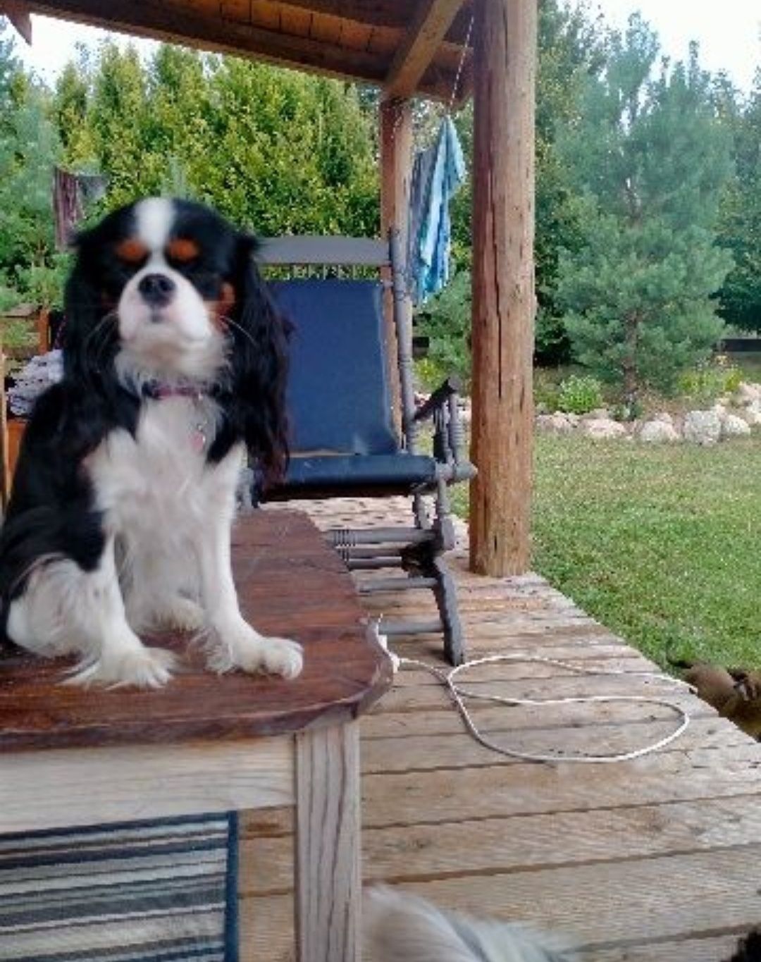 Cavalier King Charles Spaniel