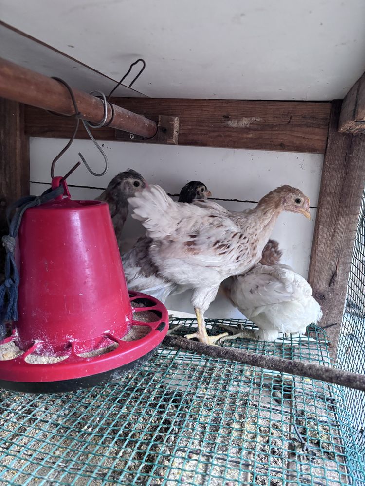Frangas , pintos e patos