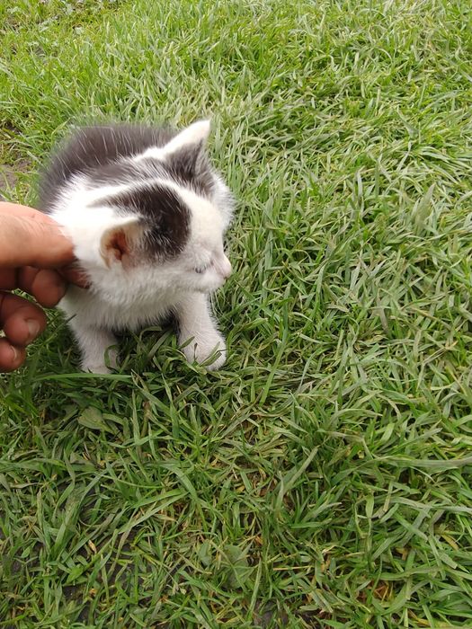 Oddam  Kotki za darmo