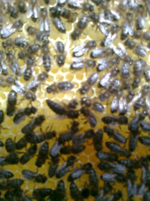 Enxames de abelhas (10 quadros) colmeia Reversível