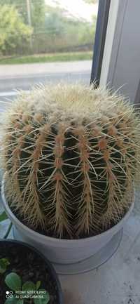 Kaktus Echinocactus grusonii 70 cm