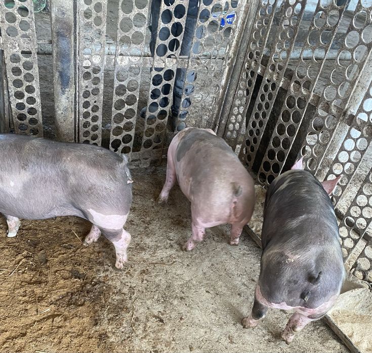 Продаються свині живою вагою