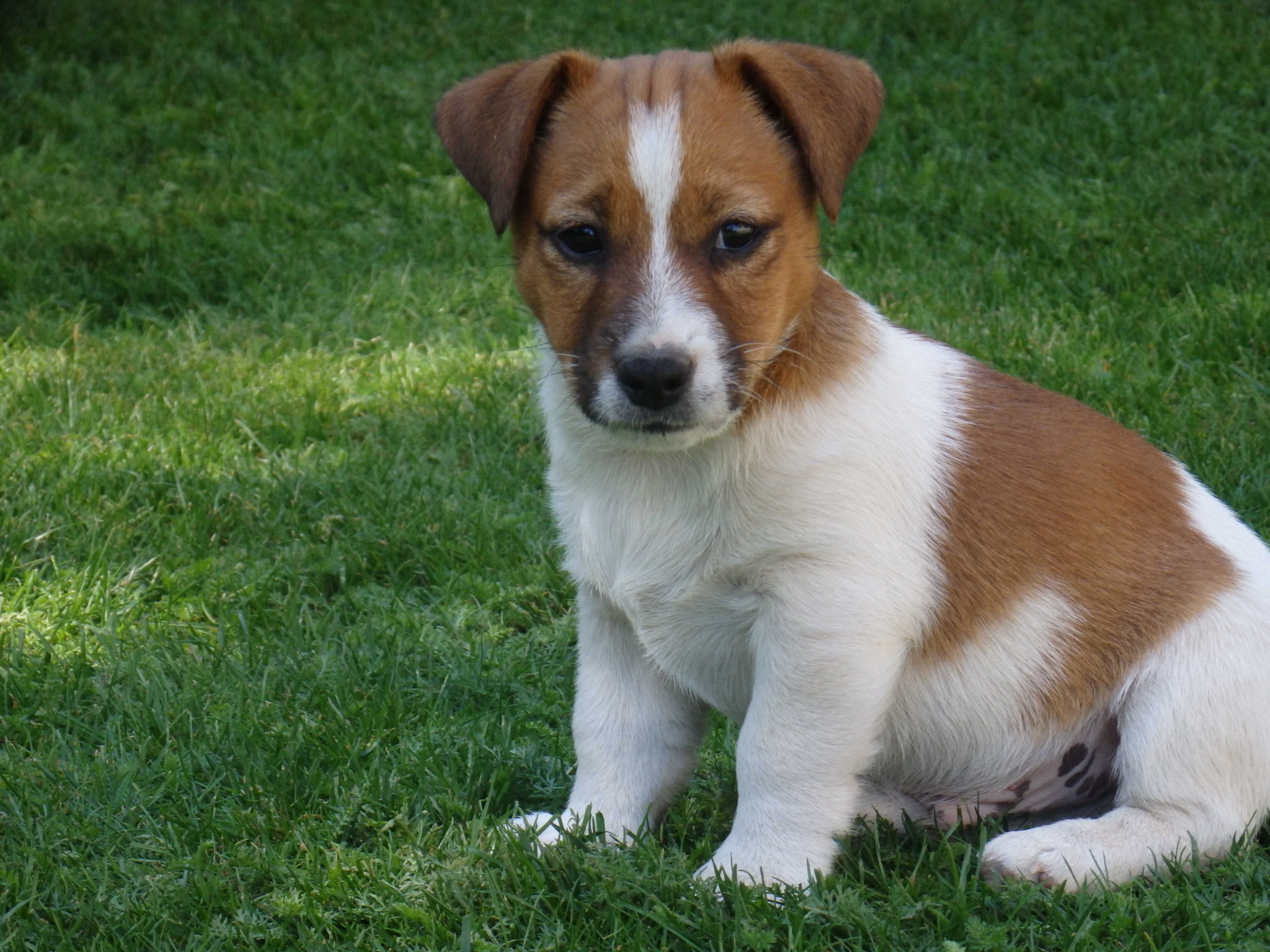 Jack Russell Terrier piękny piesek MOBY Smartie Jacks rodzice FCI ZKwP