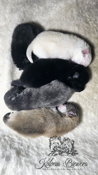 Piesek Szpic miniaturowy/ Pomeranian PASZPORT!!