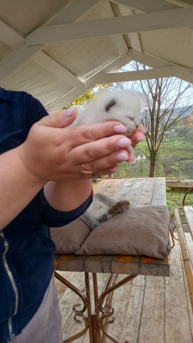 Котята Шотландські весловухі