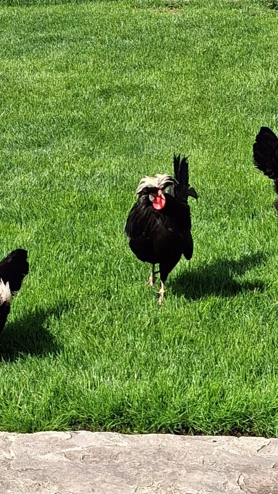 Sprzedam czubatki holenderskie
