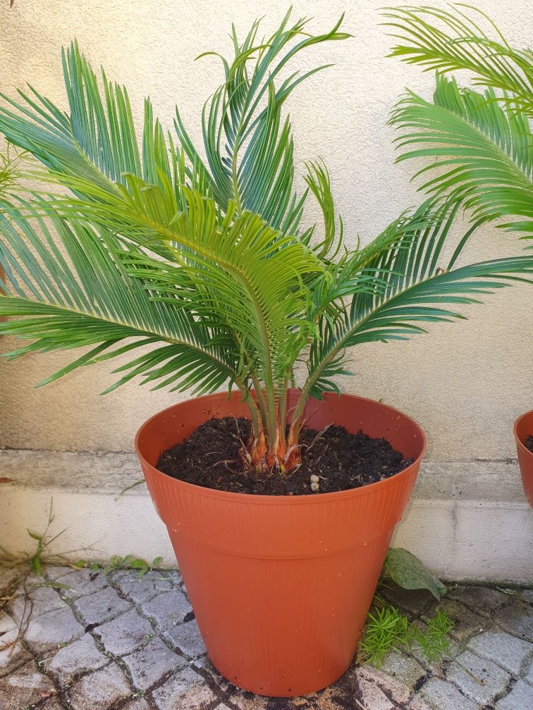 Palmeiras Cycas Revoluta