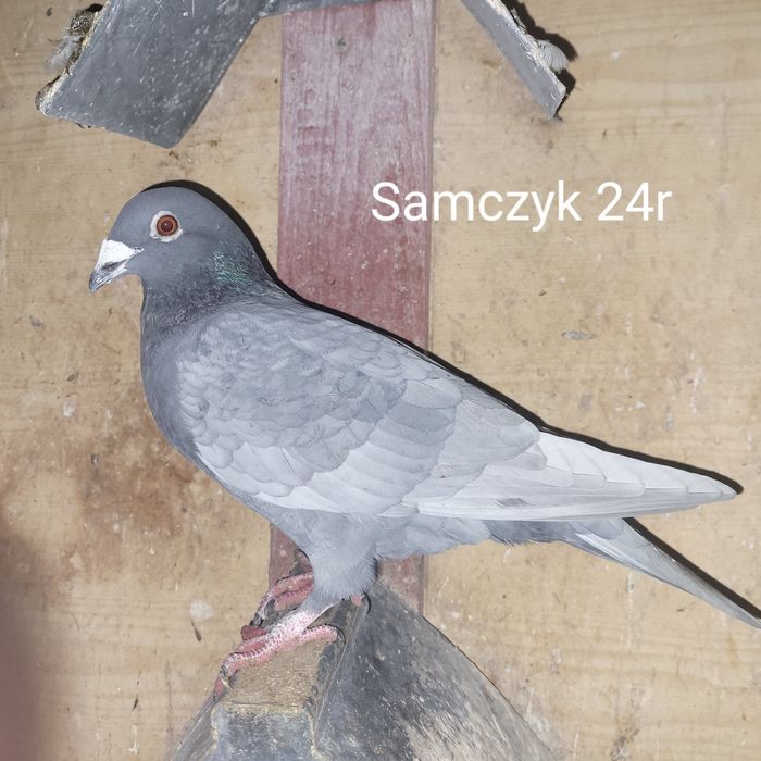Gołębie pocztowe andaluzy opale mulemansy