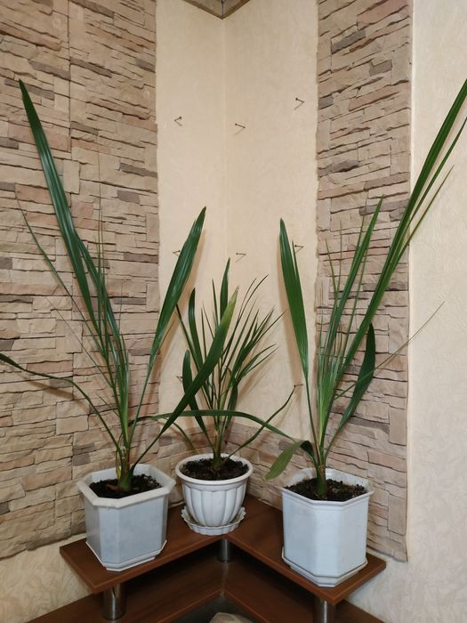 Финиковая пальма 4 года