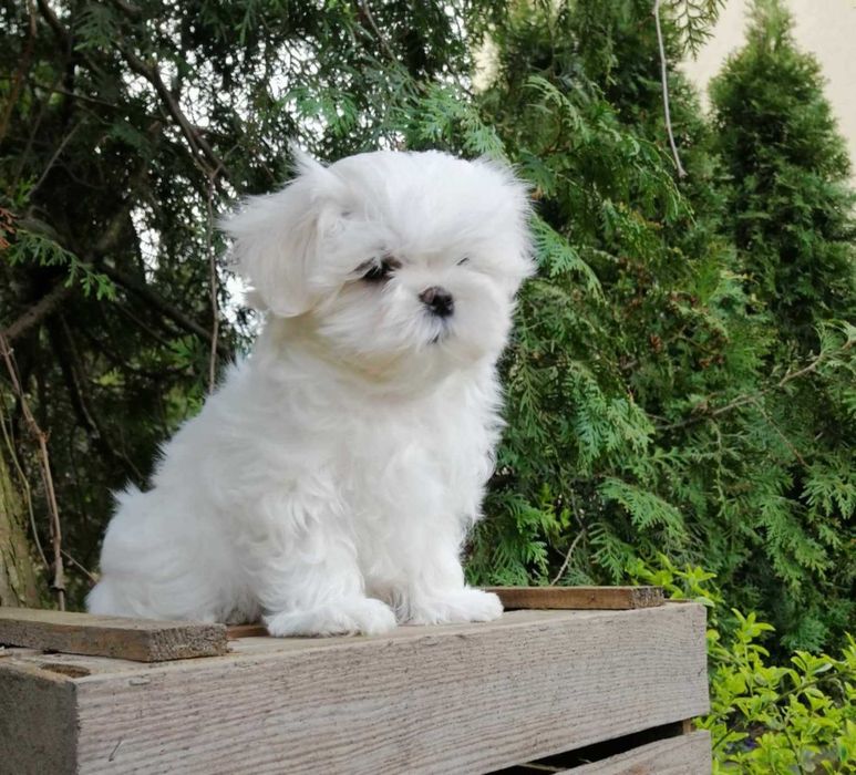 Maltańczyk- wyjątkowy  piesek- FCI