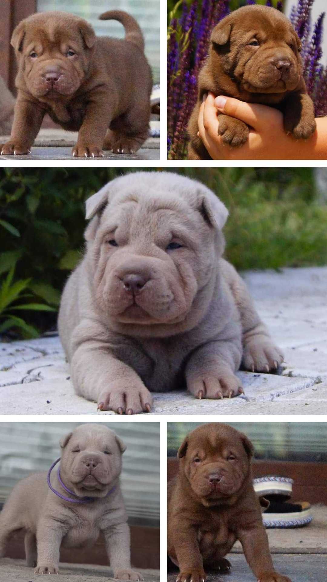 Czekoladowy Misio-Izar-z rodowodem, Shar-Pei do odbioru