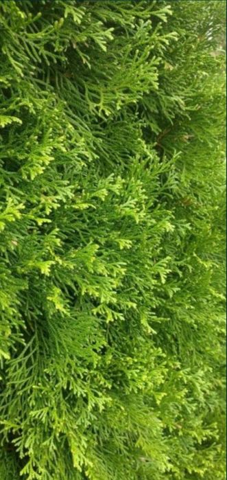 Gałęzie stroisz. 10 kg. (tuja, cyprys, jałowiec, sosna)