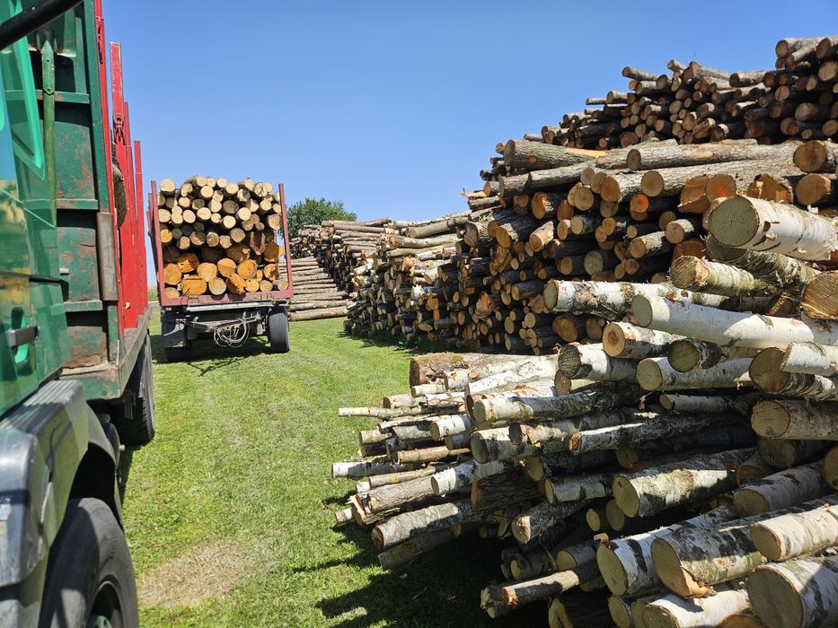 Drewno opalowe liściaste