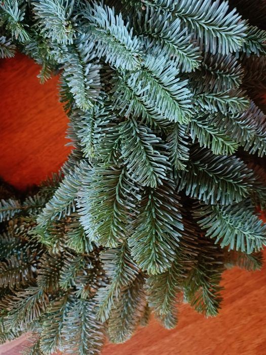 Wieniec stroik świąteczny adwentowy 55cm nobilis