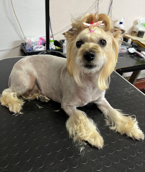 Стрижка собак так котиків,грумінг, район Виставка