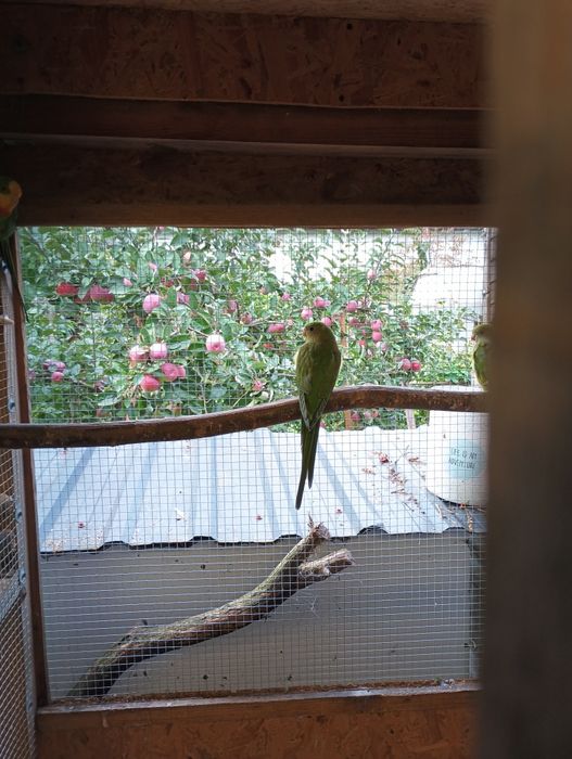 Sprzedam młoda aleksandrette