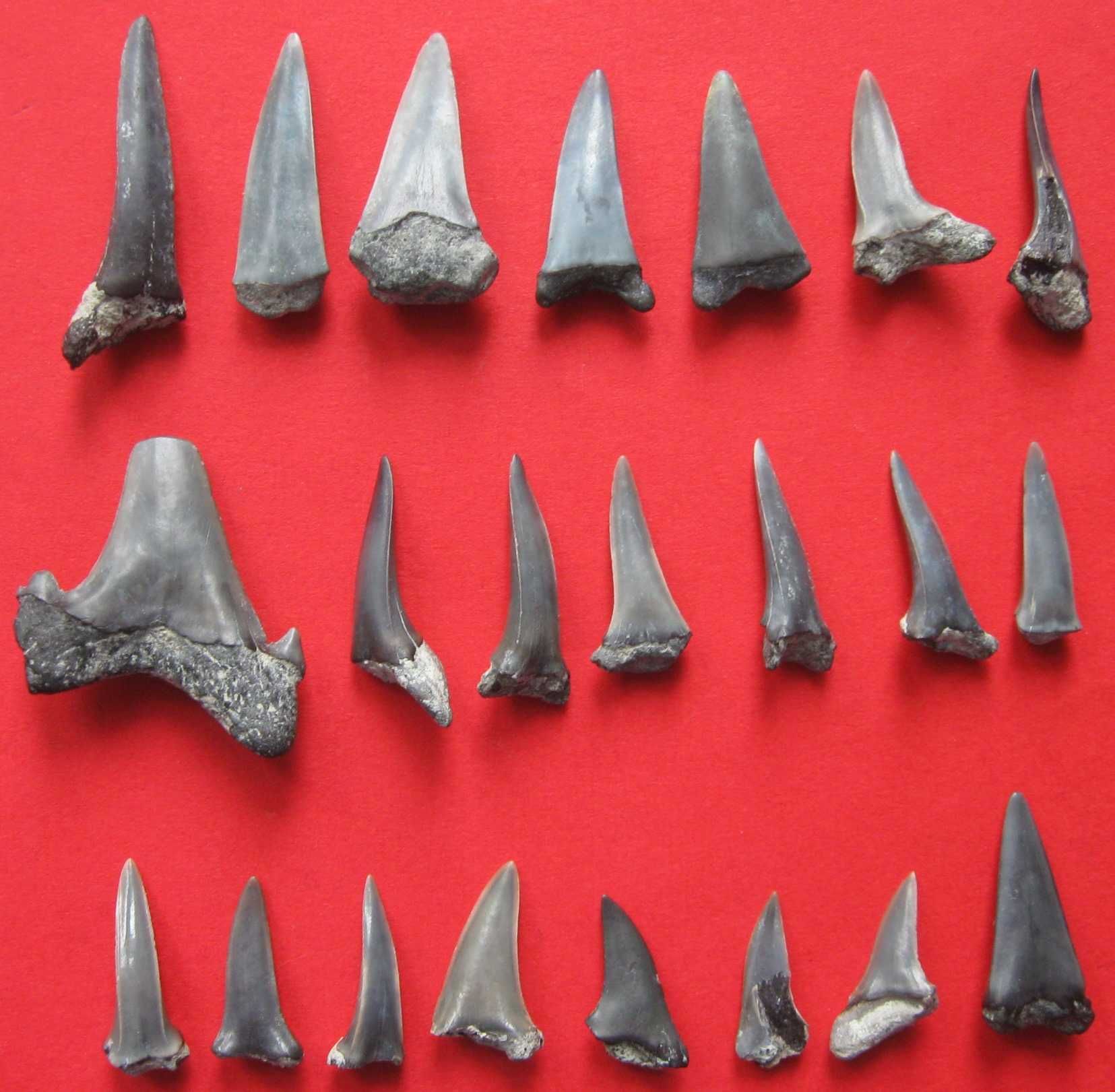 Зубы ископаемых акул - 22 шт.