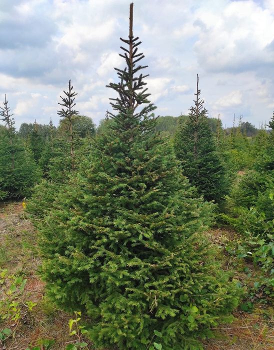 Sprzedaż hurtowa choinek.Choinki,Świerki,drzewka bożonorodzeniowe