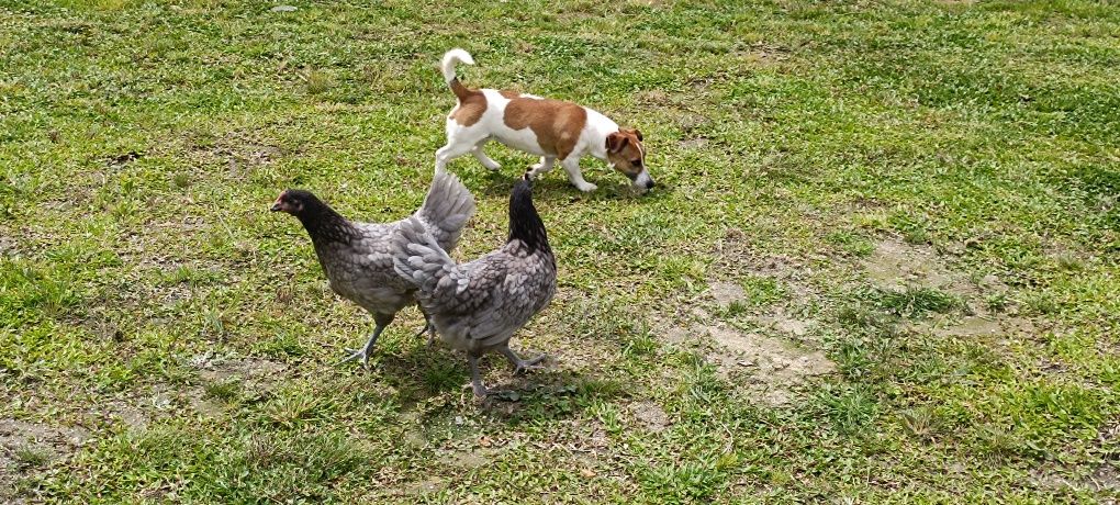 Jack Russel femea