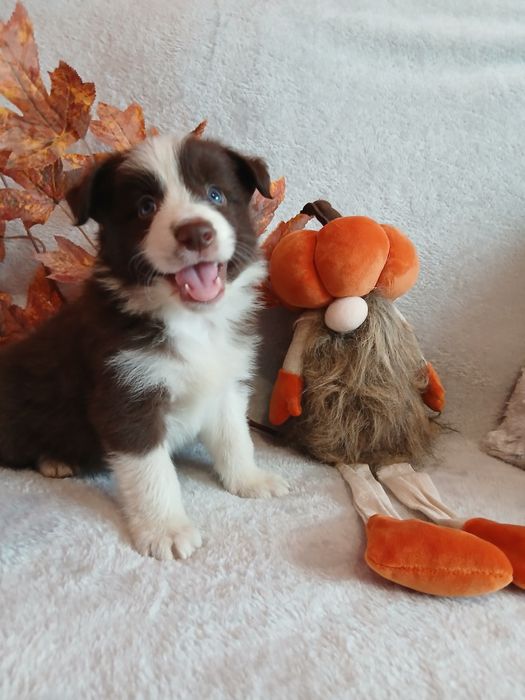 Border collie czekoladowo białe