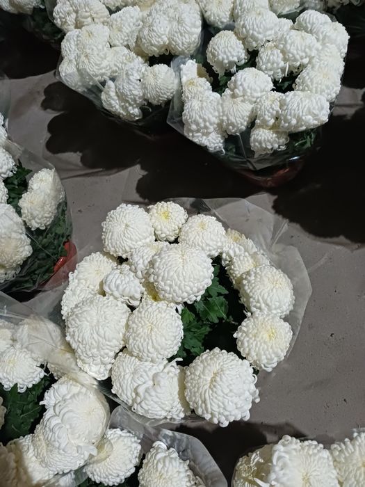 Chryzantemy Comodo Białe