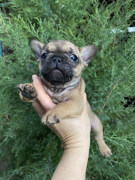 Цуценята французького бульдога