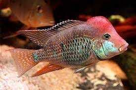 Ziemiojad czerwonogłowy (Geophagus steindachneri)