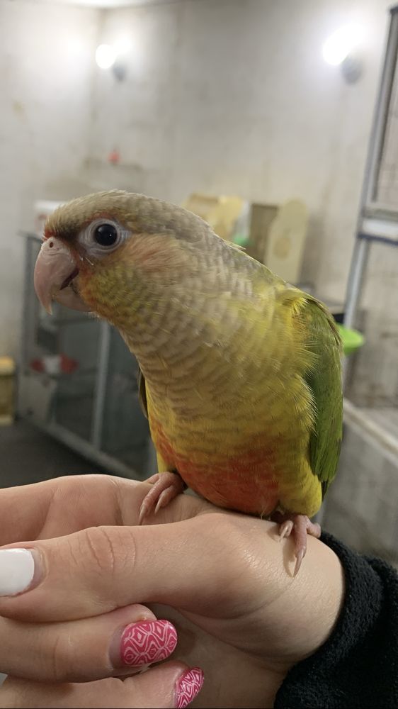 Aves domesticadas