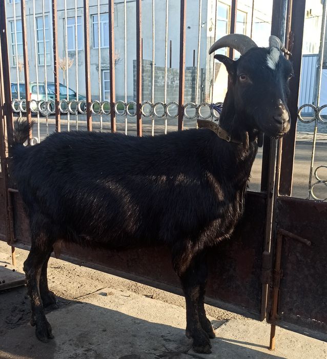 Продам ДІЙНУ козу