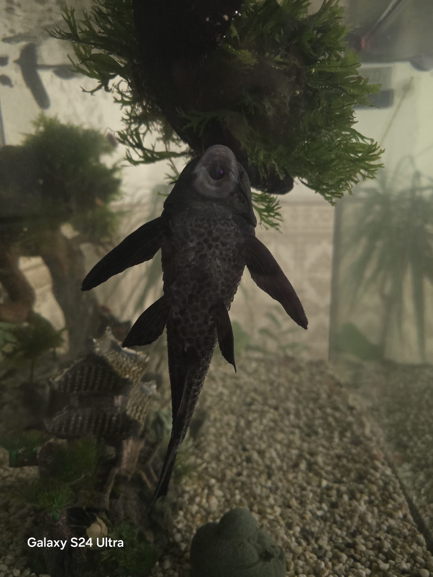 Plecostomus 25cm