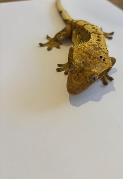 Terrarium + 4 gekony