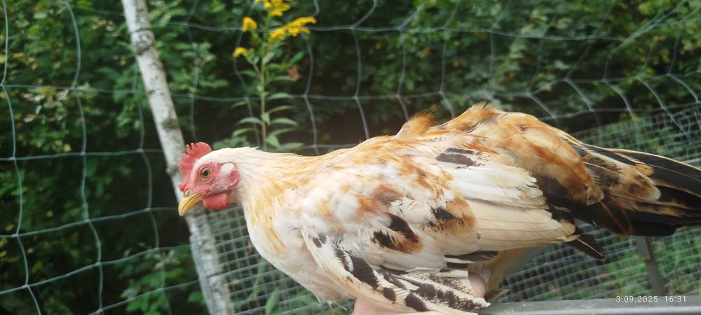 Sprzedam liliputy z marca i pary