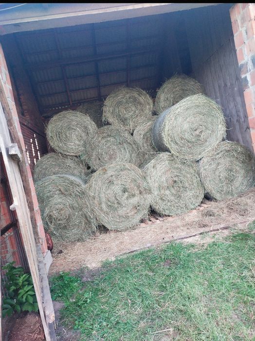 Siano dobrej jakości. Sezon 2025