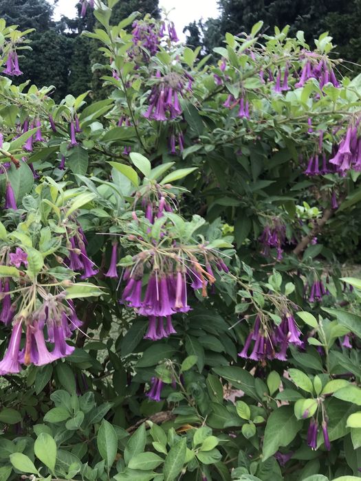 1 patyk do samodzielnego ukorzenienia pelny gratis pojedynczy kwiat