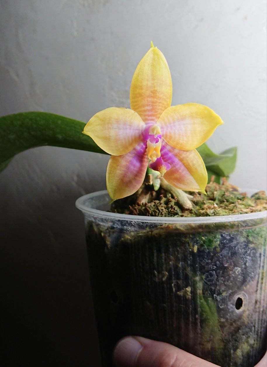 Орхидея фаленопсис Phal. Chienlung Sweetheart x LD Double Dragon..