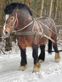 Ogier polski koń zimnokrwisty