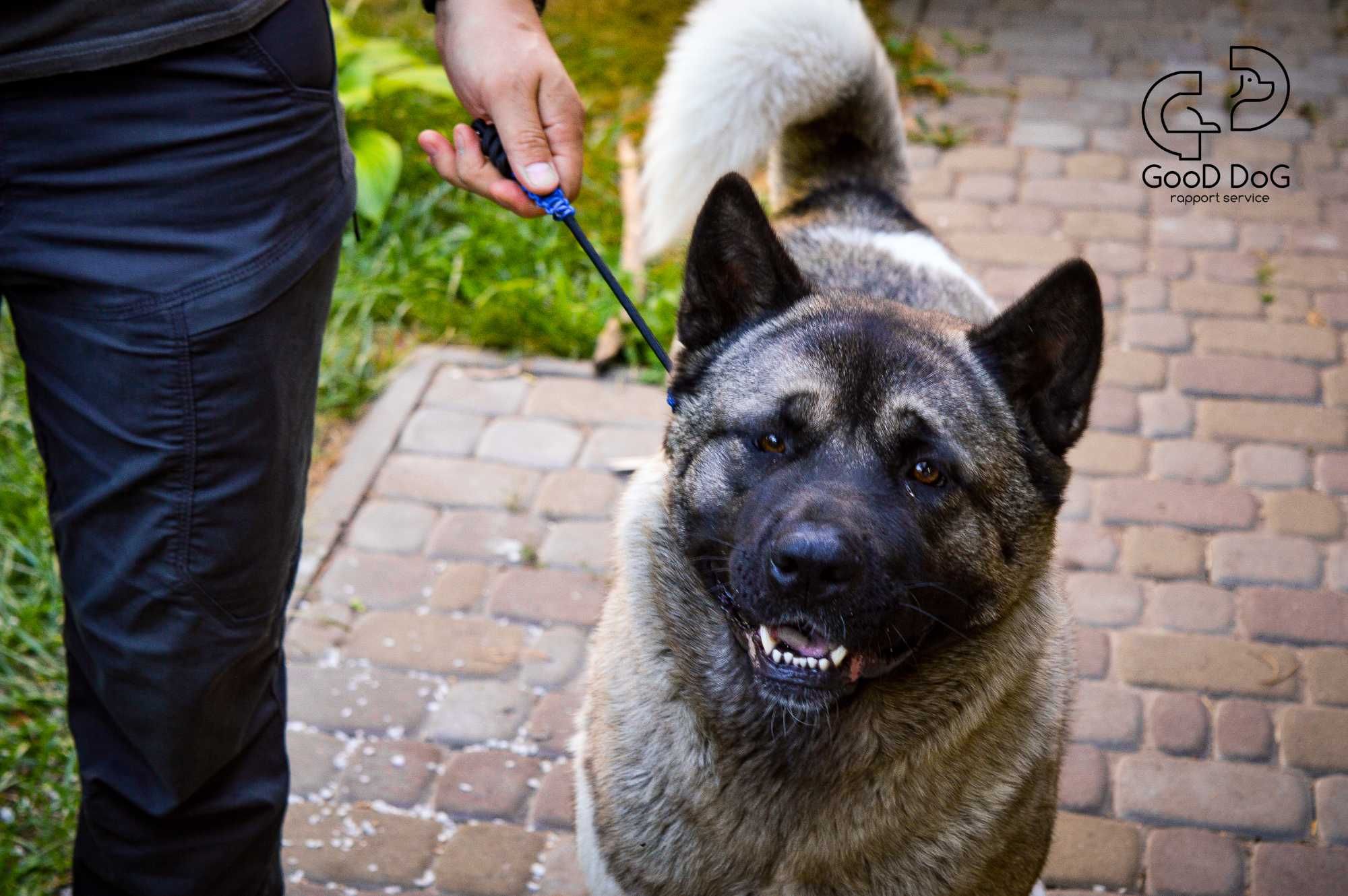 Ошейник контроллер для больших и средних пород собак | Good Dog