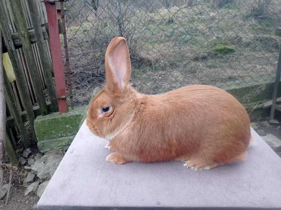 Samce Burgundy , burgundzkie 6kg  +/-