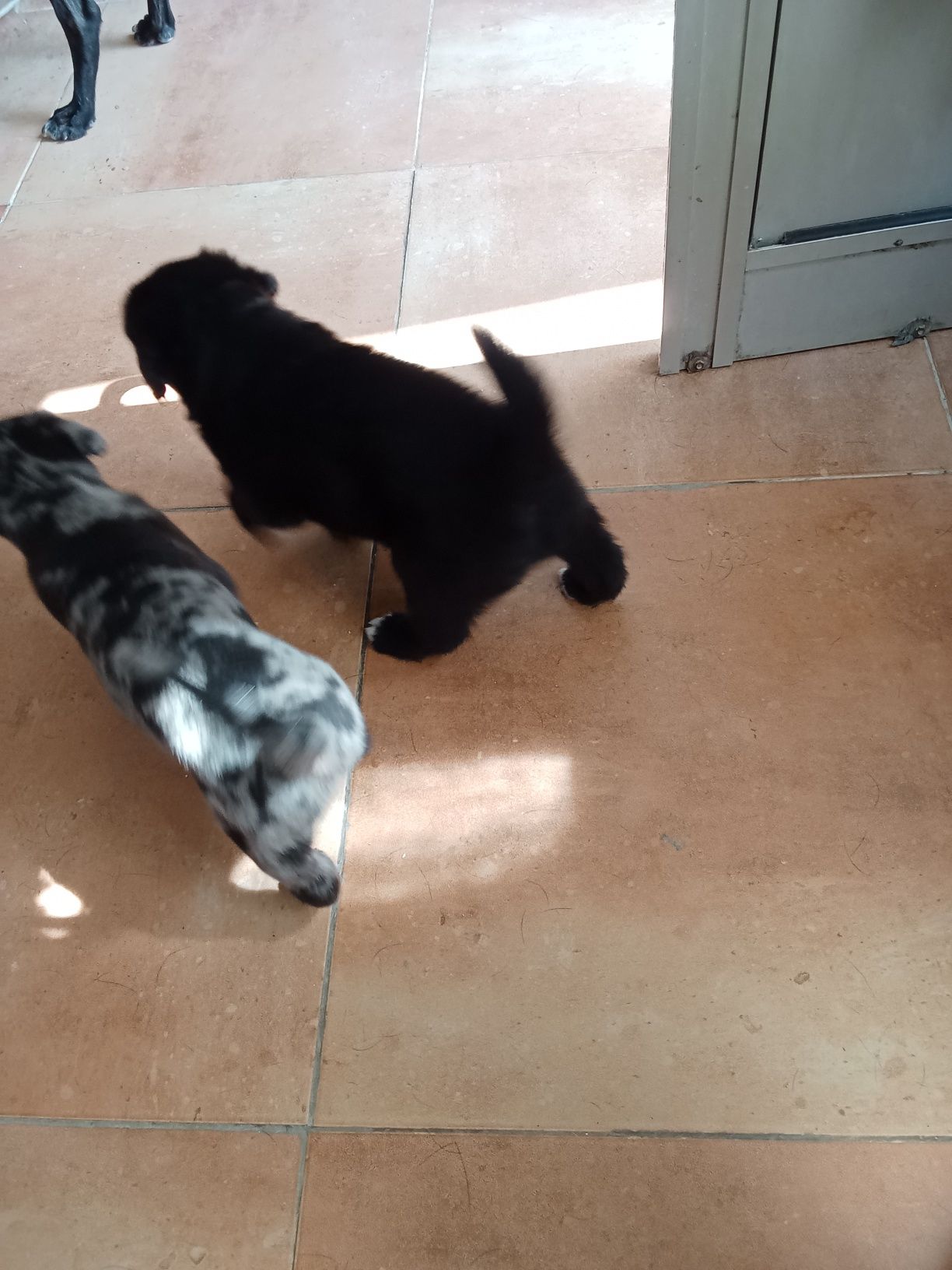 Cachorro para adoção
