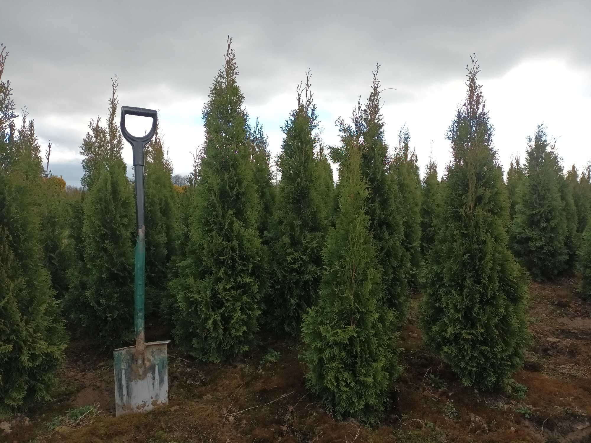 tuja szmaragd thuja smaragd UWAGA 1,5-1,7m-30zł slask dowozimy sadzimy