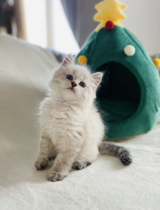 Kocurek Syberyjski, Neva Masquerade